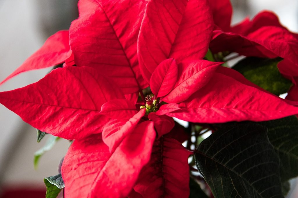 Stella Di Natale Con Bottiglie Di Plastica.I Consigli Di Amag Ambiente Per Un Natale Eco Sostenibile No Allo Spreco Con Una Buona Raccolta Differenziata Amag Ambiente